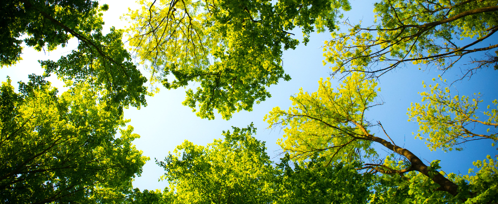 FSC<sup>®</sup> Koksnes piegādes ķēdes sertifikācija