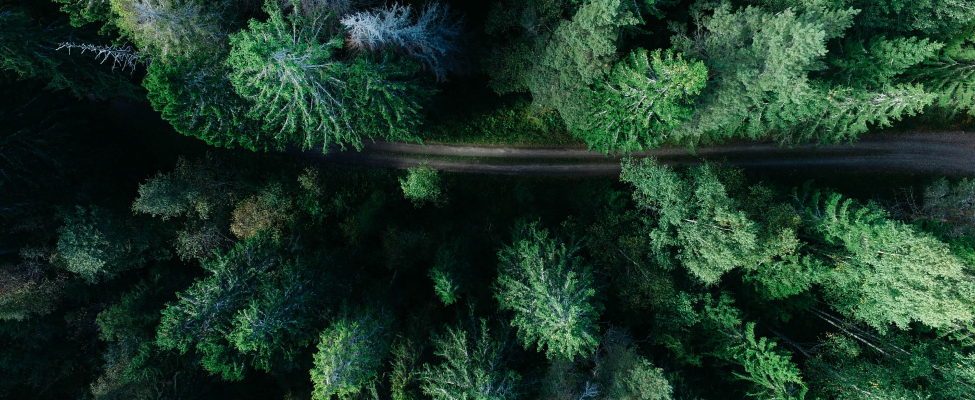 FSC<sup>®</sup> metsamajandamise sertifikaadid