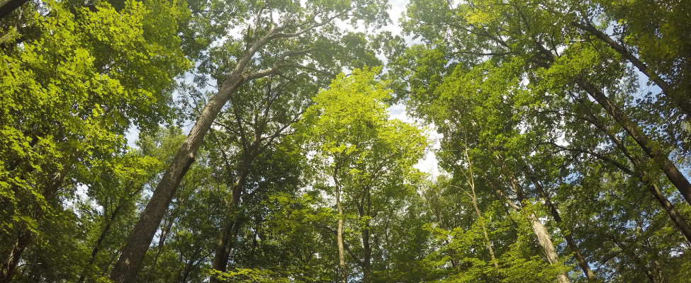 FSC®-metsäsertifiointi